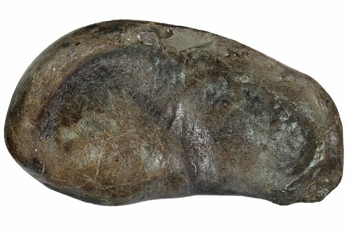 Fossil Whale Ear Bone - Miocene #99975